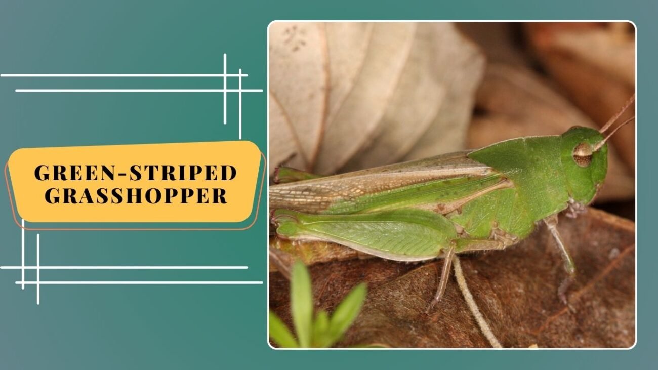 Green-striped Grasshopper