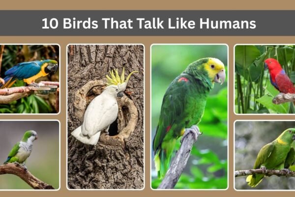 10 Birds That Talk Like Humans