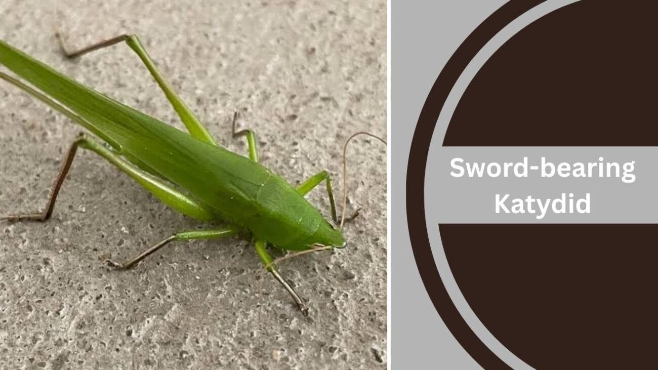 Sword-bearing Katydid
