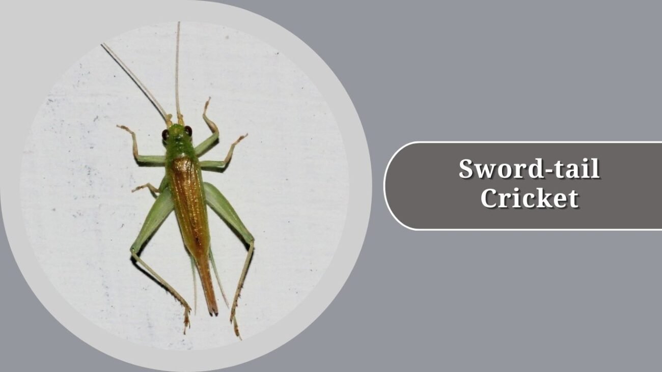 Sword-tail Cricket