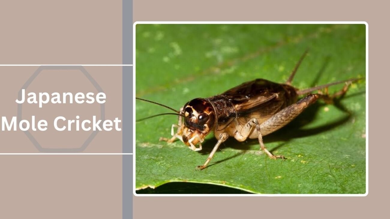 Japanese Mole Cricket
