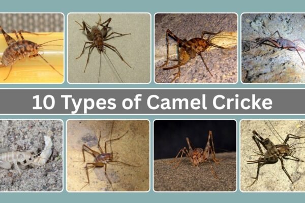 10 Types of Camel Cricket