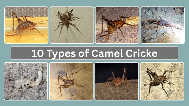 10 Types of Camel Cricket: Identification With Picture