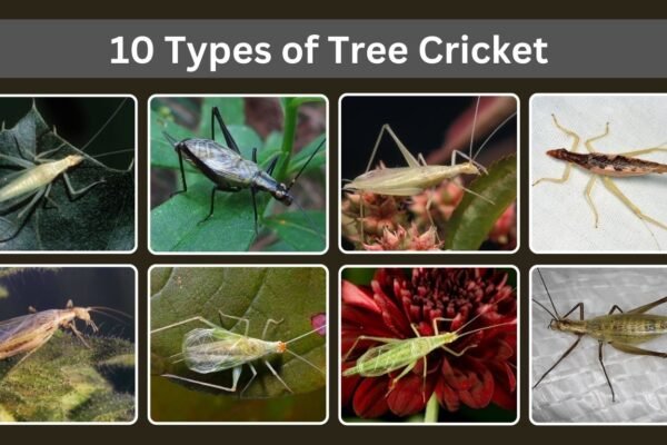 10 Types of Tree Cricket