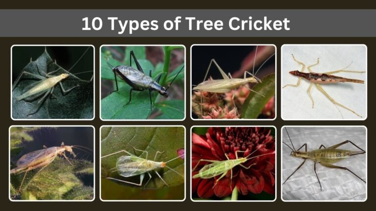 10 Types of Tree Cricket