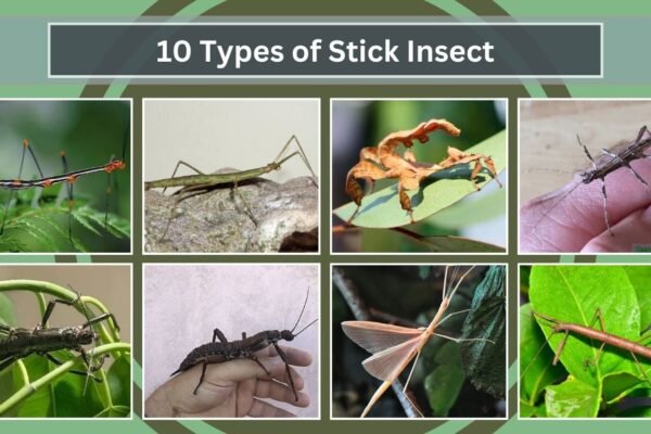 10 Types of Stick Insect