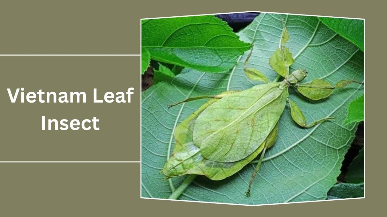 Vietnam Leaf Insect (Phyllium vietnamense)