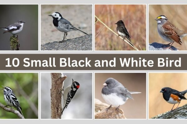 10 Small Black and White Bird​: Identification with Pictures