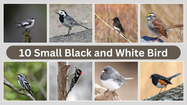 10 Small Black and White Bird​: Identification with Pictures
