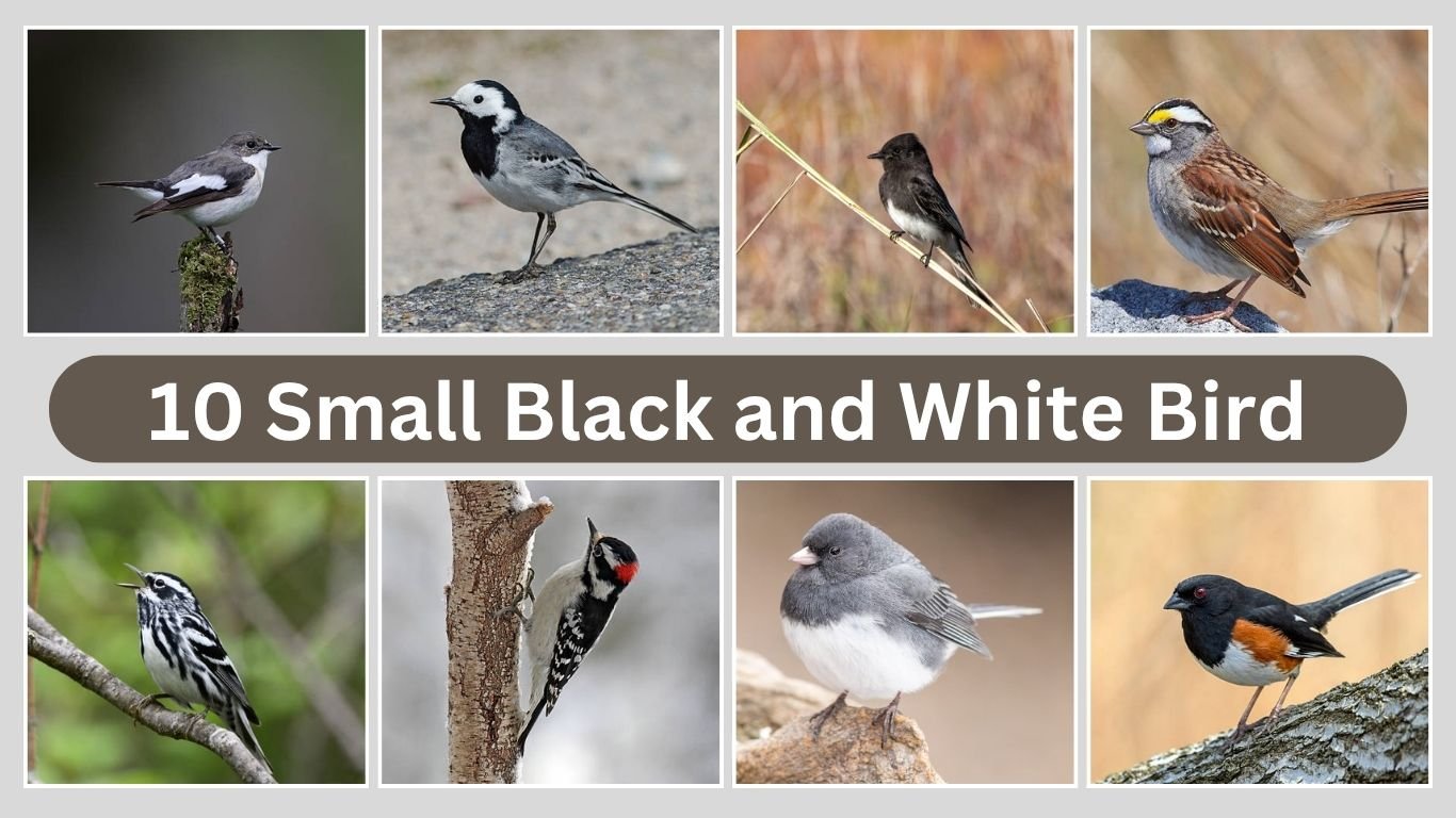 10 Small Black and White Bird​: Identification with Pictures