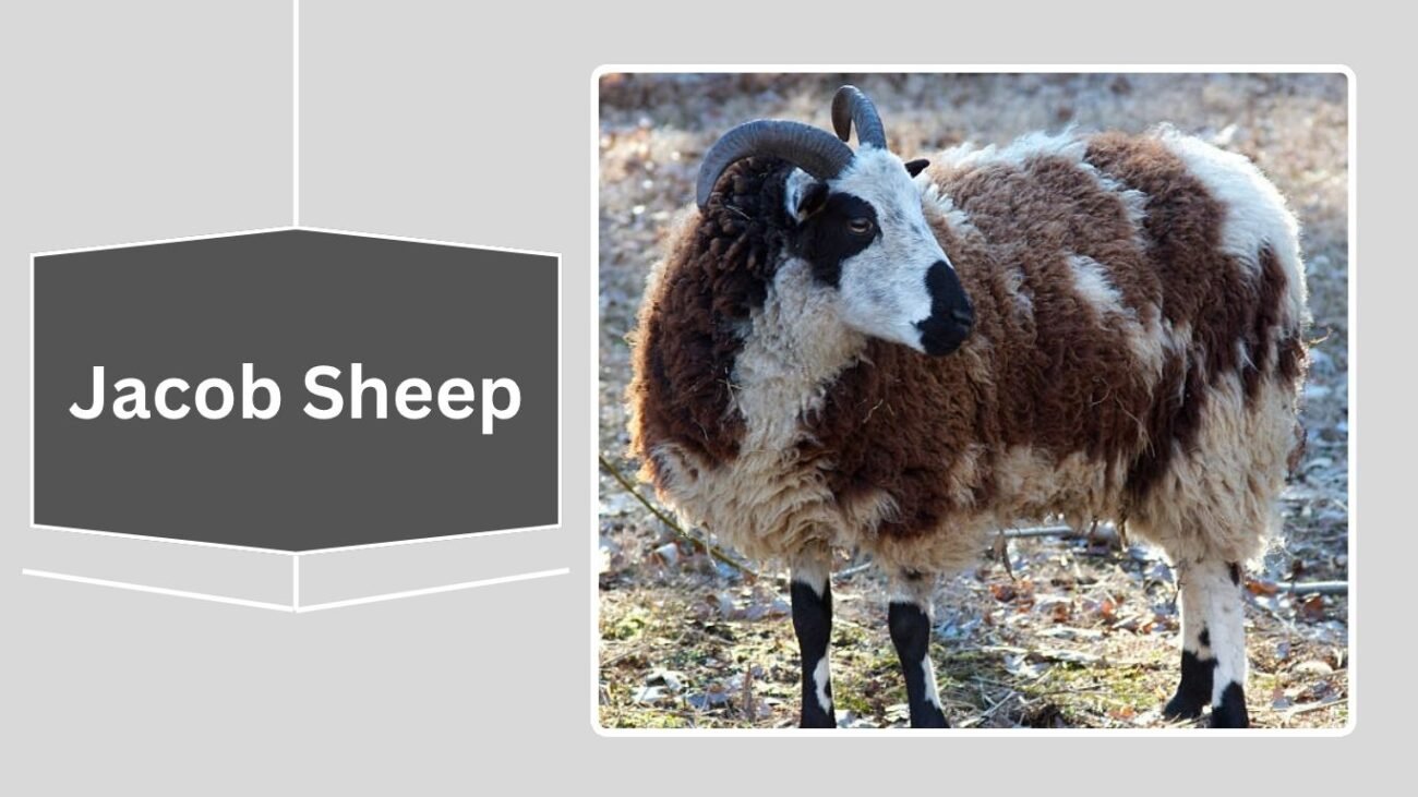 Jacob Sheep