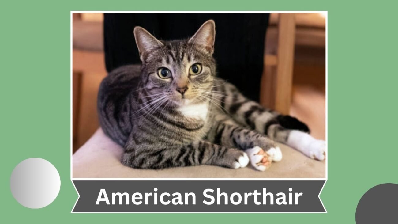 American Shorthair