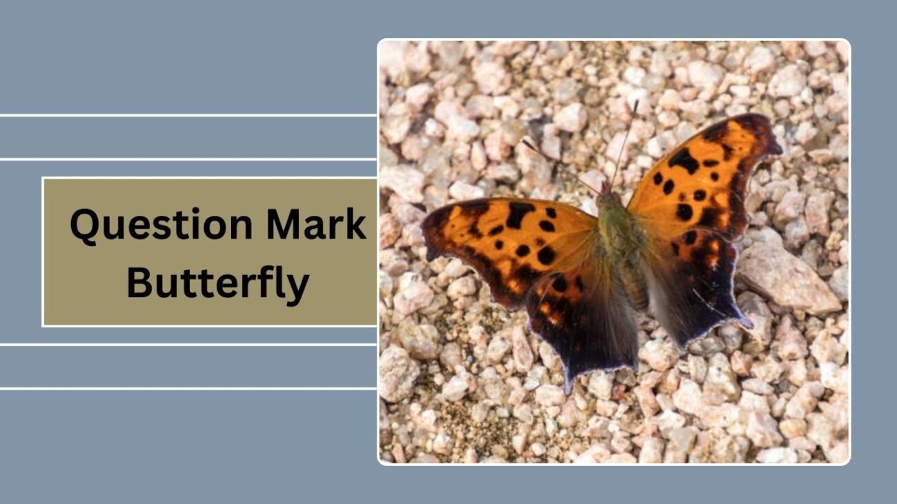 Question Mark Butterfly
