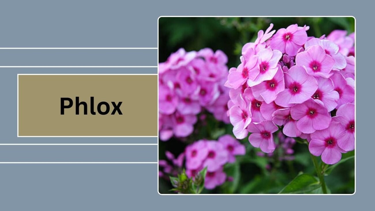 Phlox