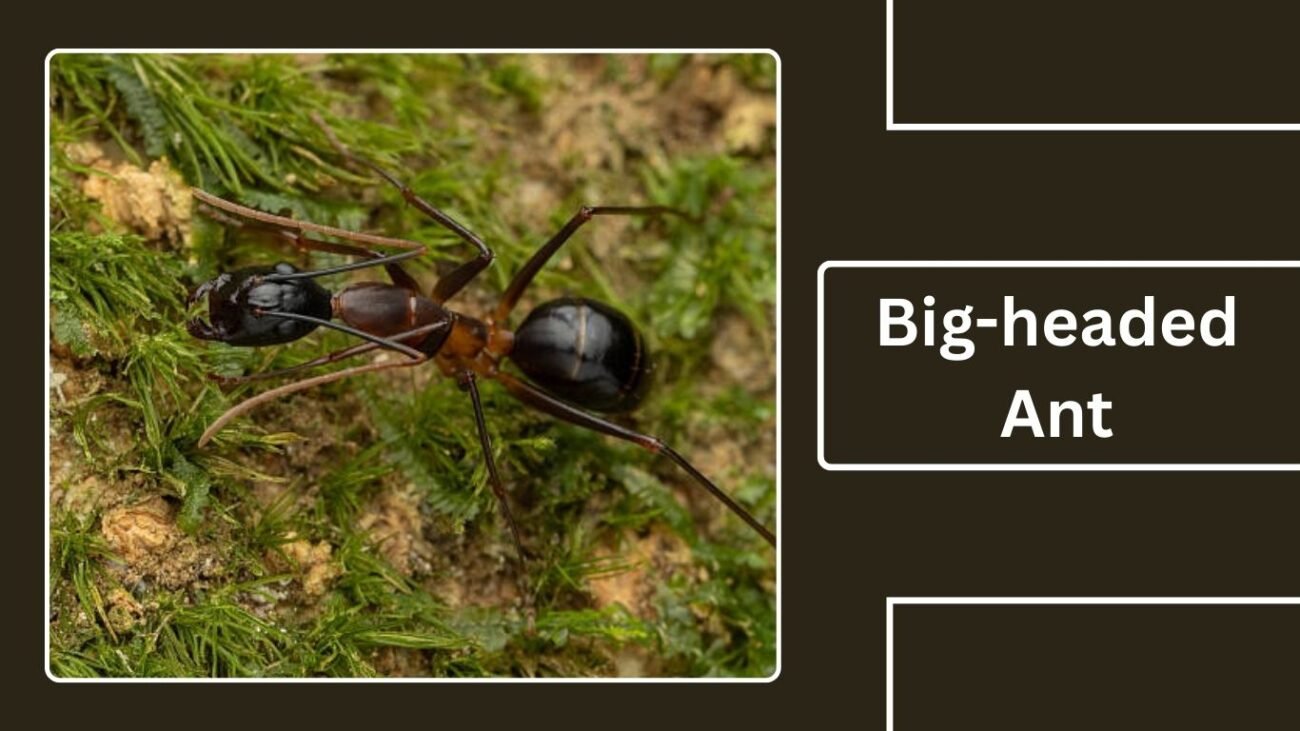 Big-headed Ant