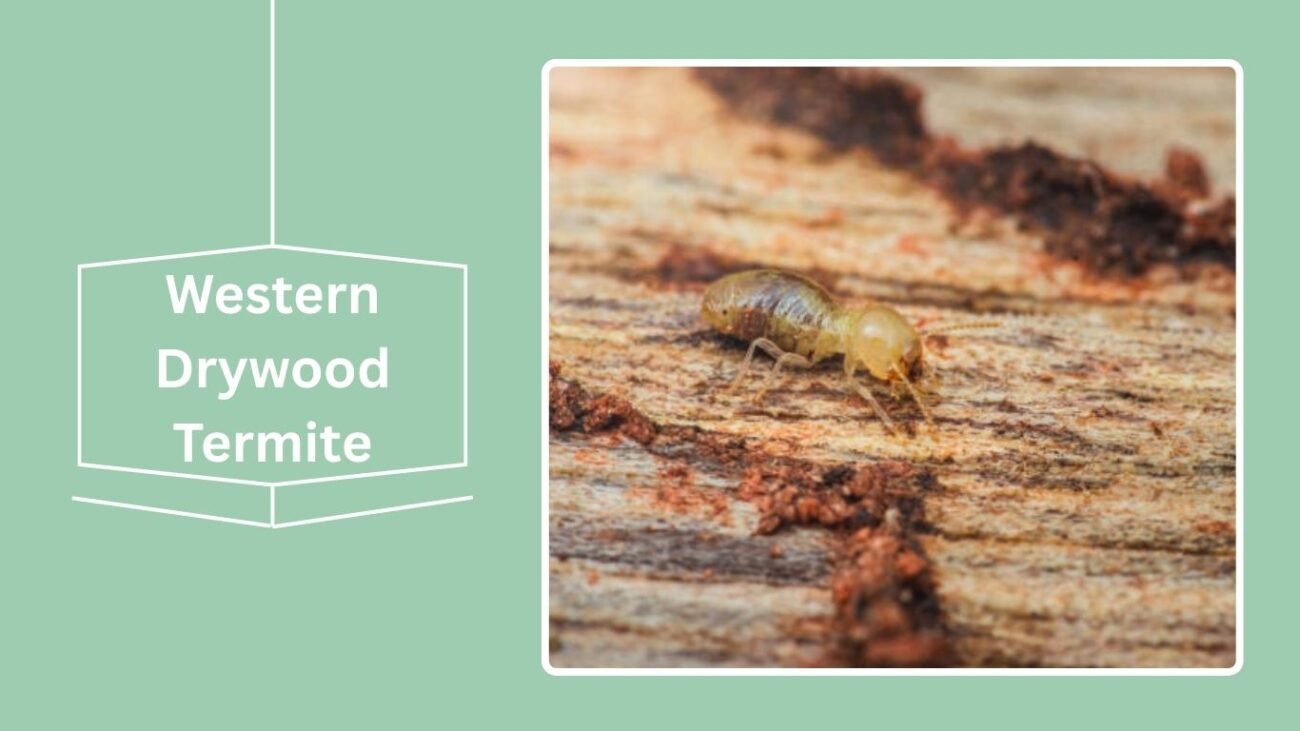 Western Drywood Termite
