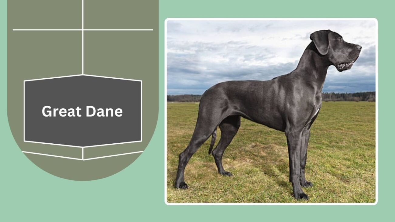 Great Dane