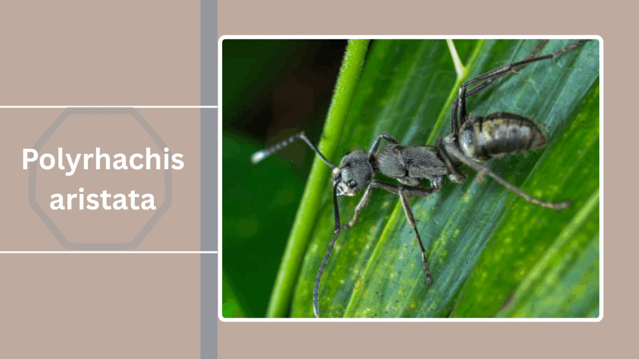 Polyrhachis aristata