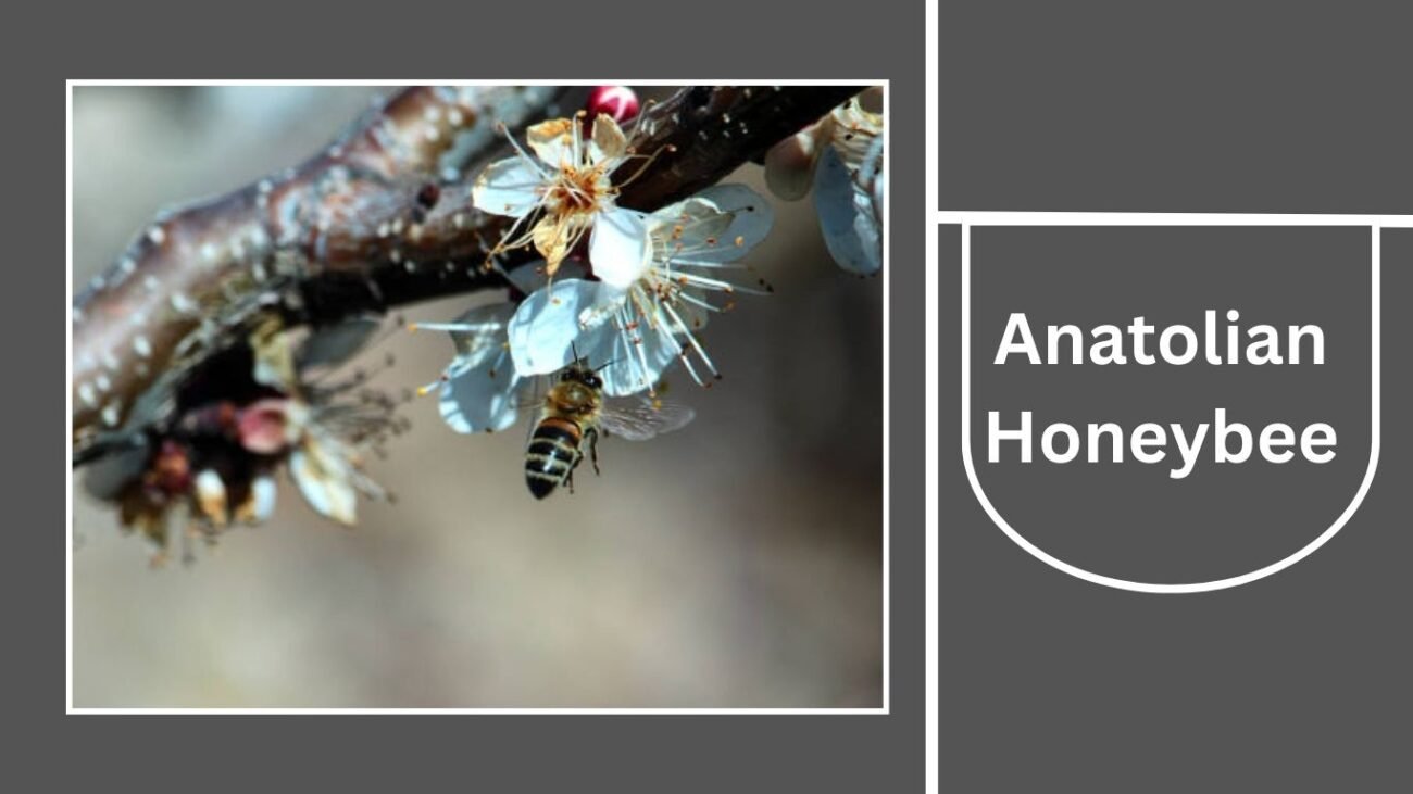 Anatolian Honeybee (Apis mellifera anatoliaca)