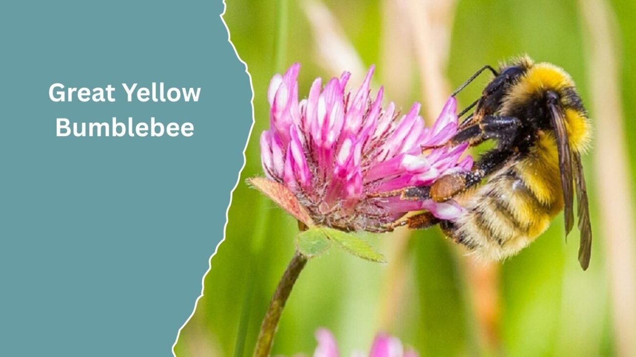 Great Yellow Bumblebee (Bombus distinguendus)