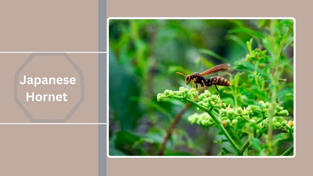 Japanese Hornet (Vespa ducalis)