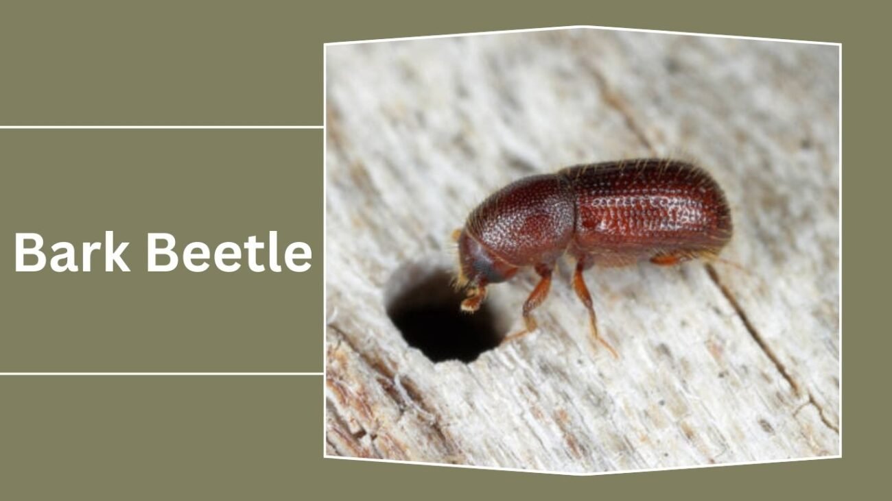 Bark Beetle (Scolytinae)