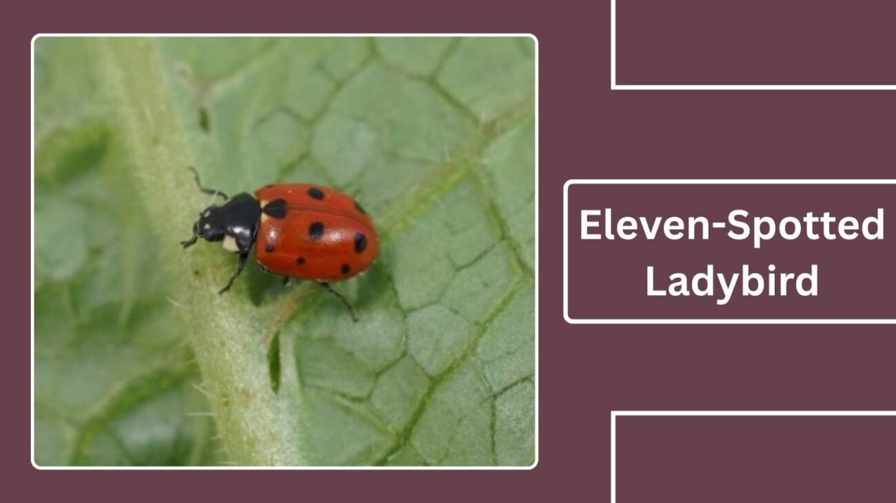 Eleven-Spotted Ladybird (Coccinella undecimpunctata)