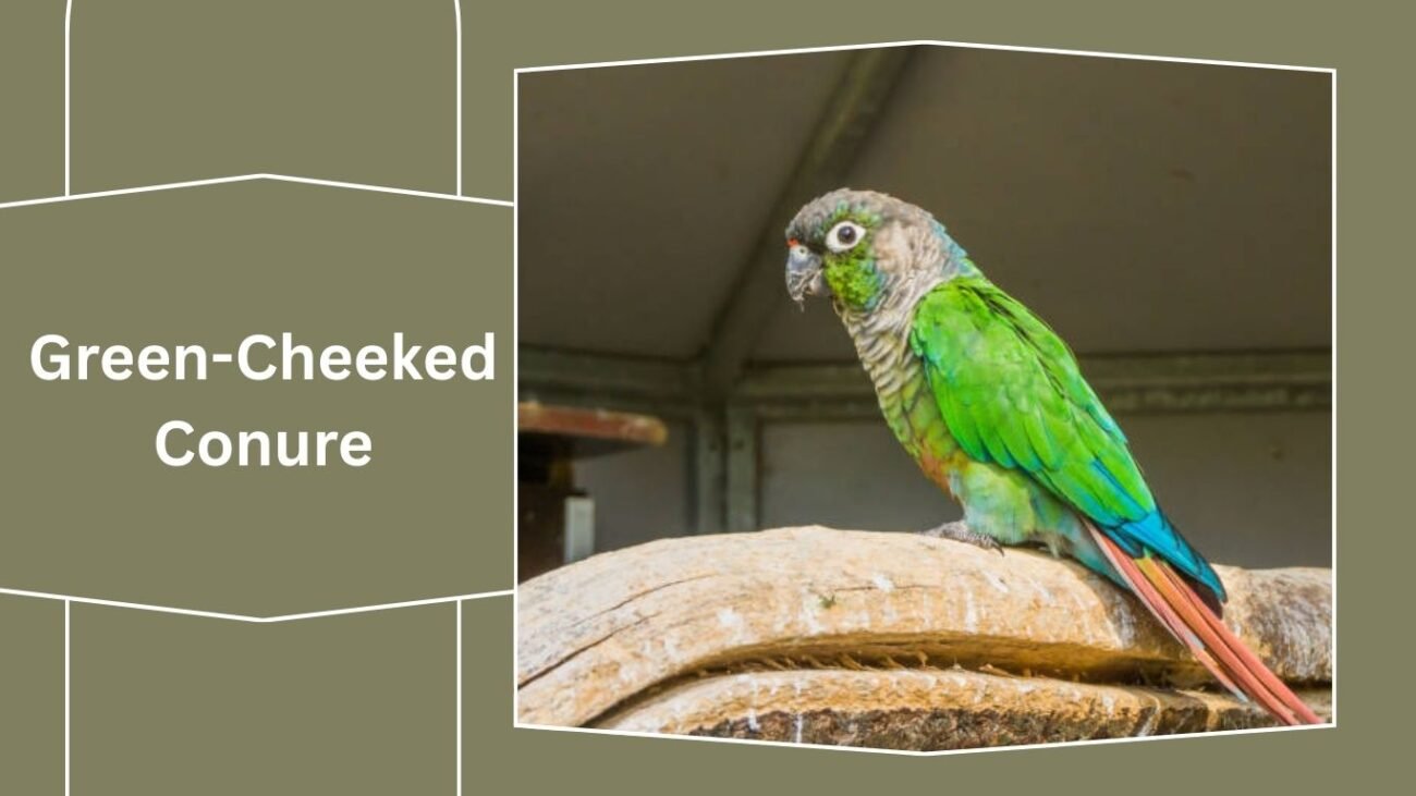 Green-Cheeked Conure