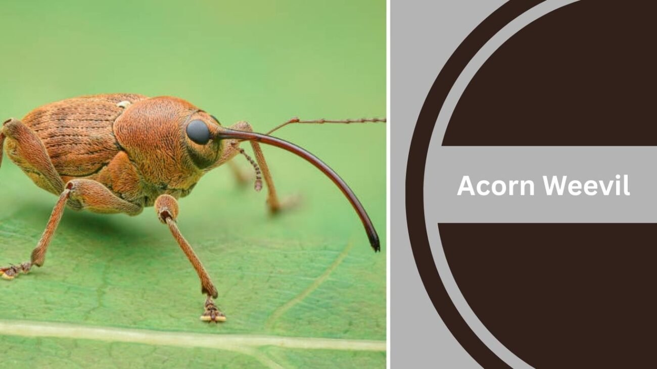 Acorn Weevil