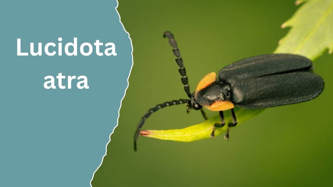 Lucidota atra