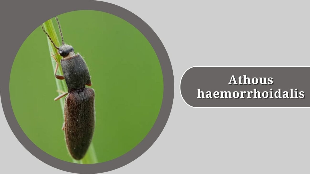 Athous haemorrhoidalis