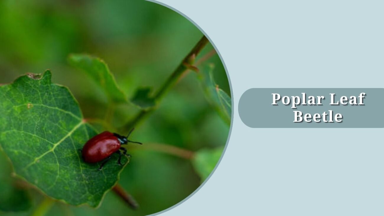 Poplar Leaf Beetle
