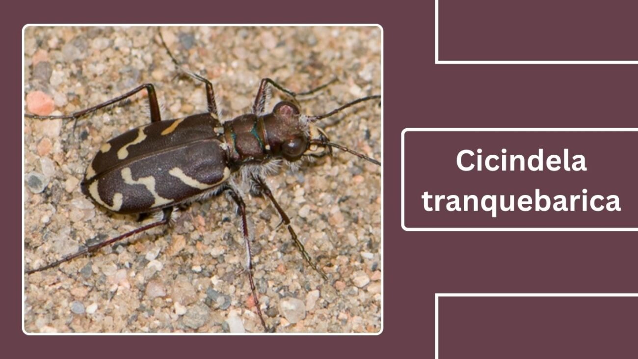 Cicindela tranquebarica