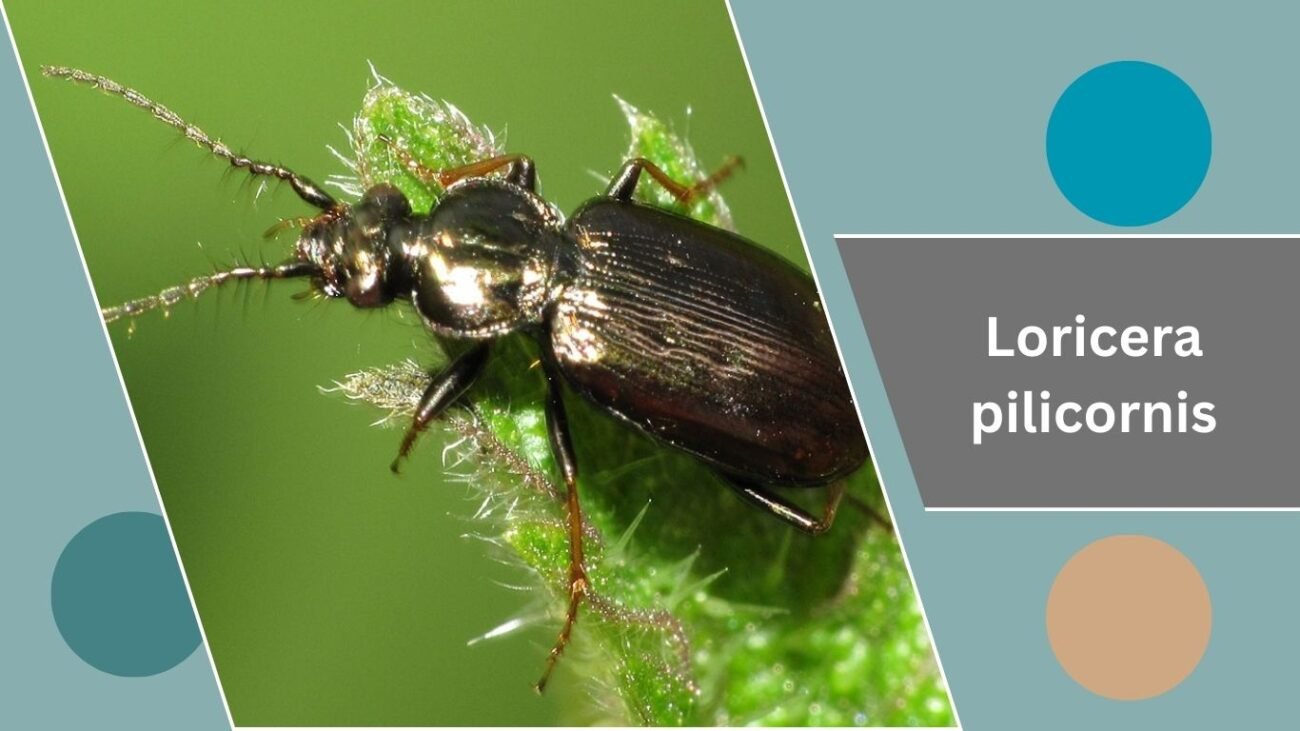 Loricera pilicornis