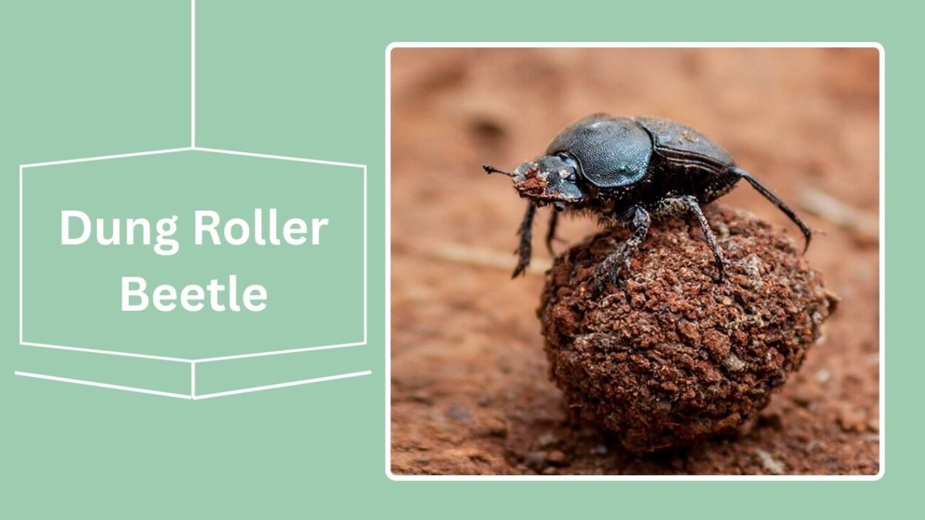  Dung Roller Beetle