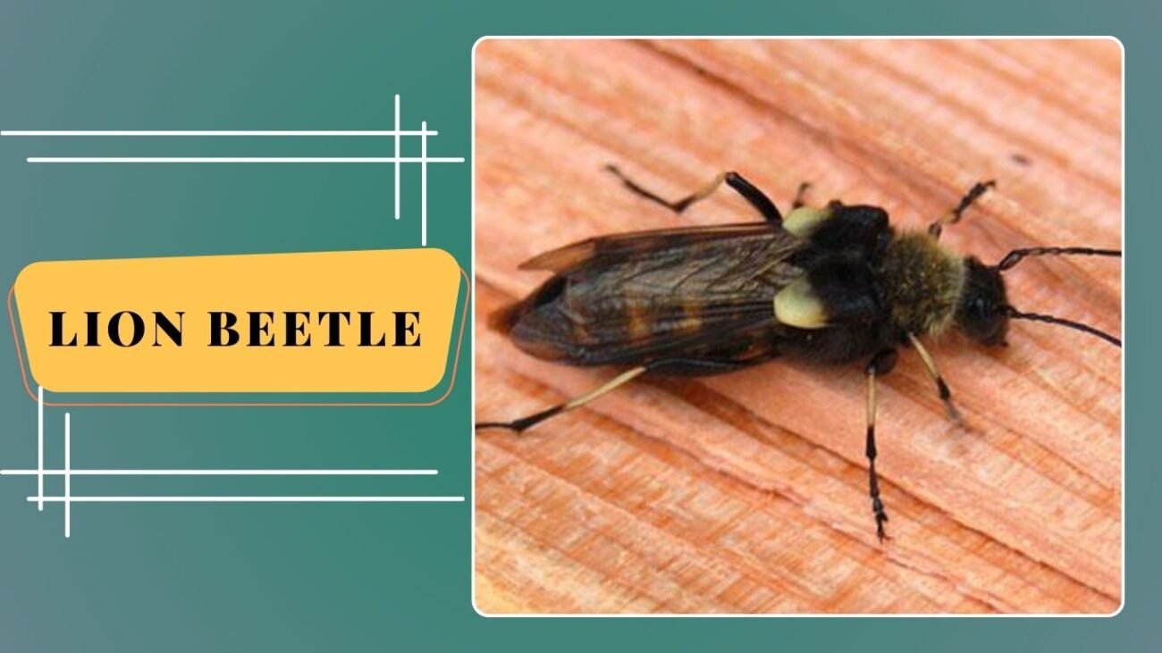 Lion Beetle (Ulochaetes leoninus)