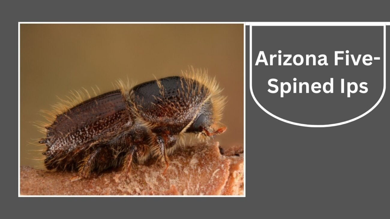 Arizona Five-Spined Ips