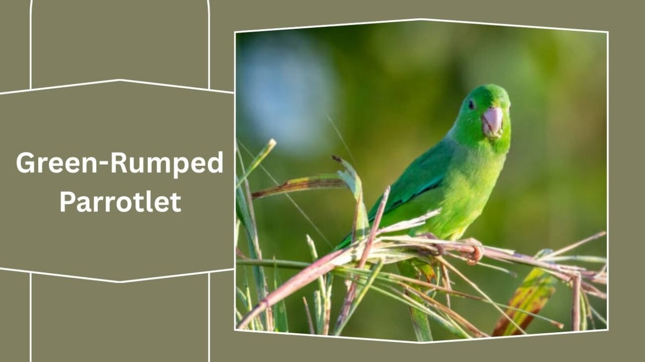Green-Rumped Parrotlet