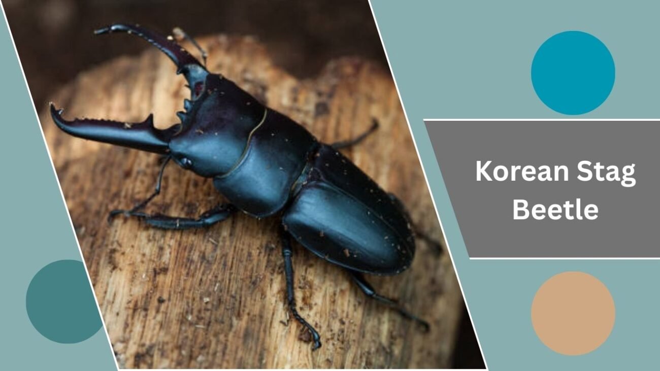 Korean Stag Beetle
