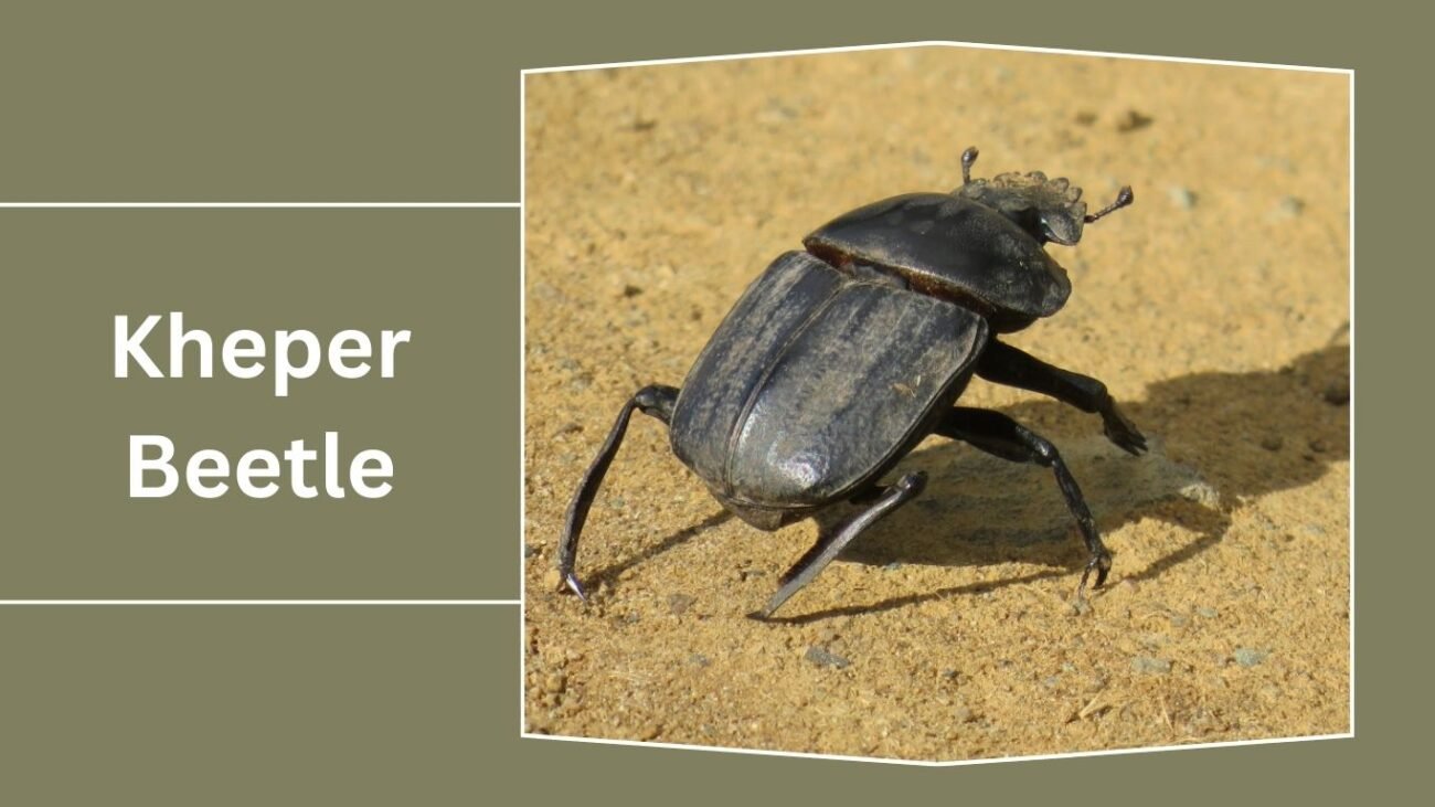 Kheper Beetle
