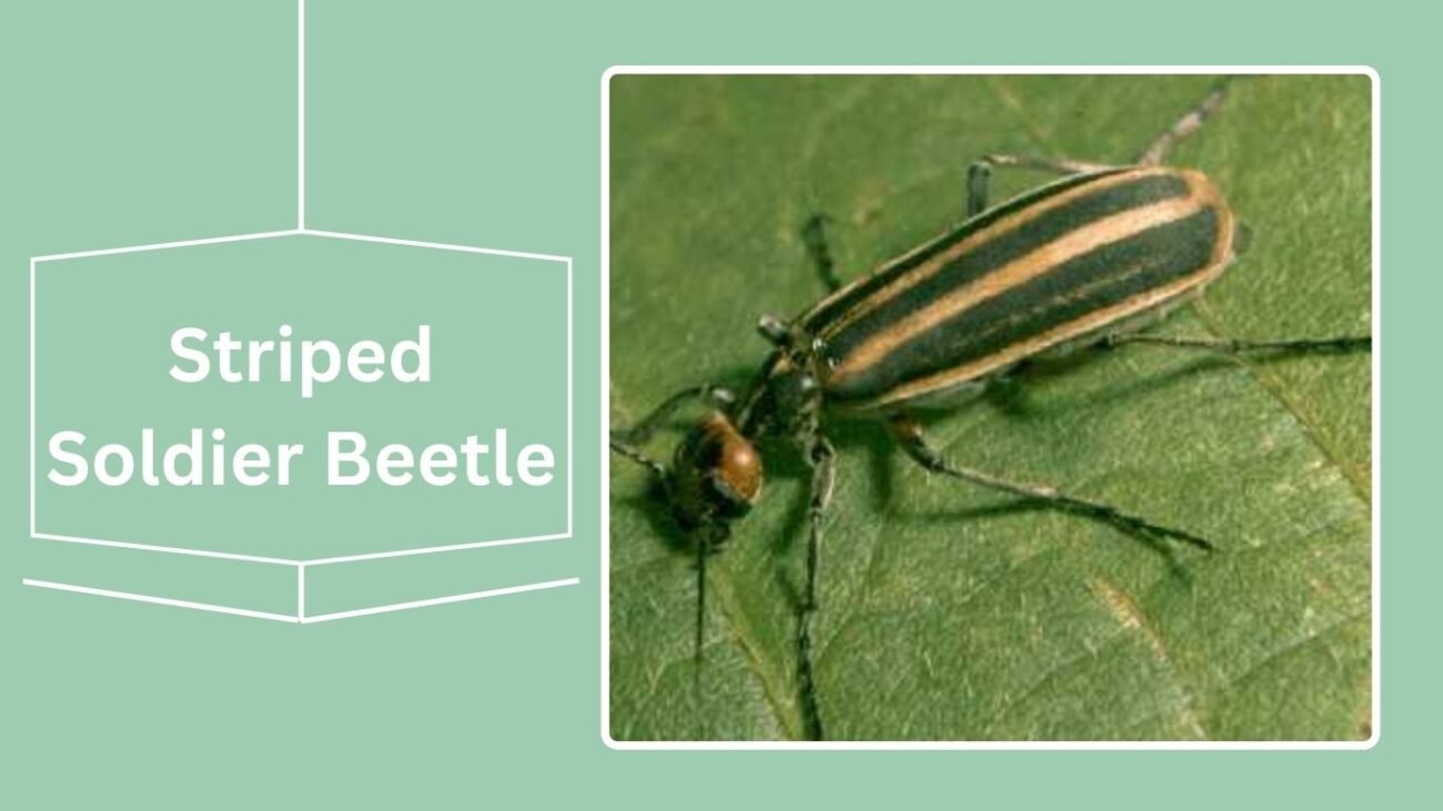 Striped Soldier Beetle (Chauliognathus marginatus var. vittatus)