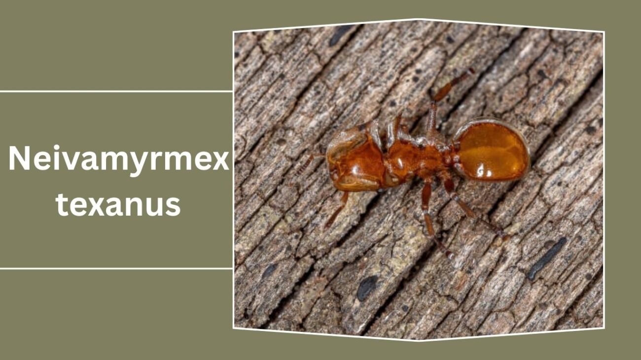 Neivamyrmex texanus
