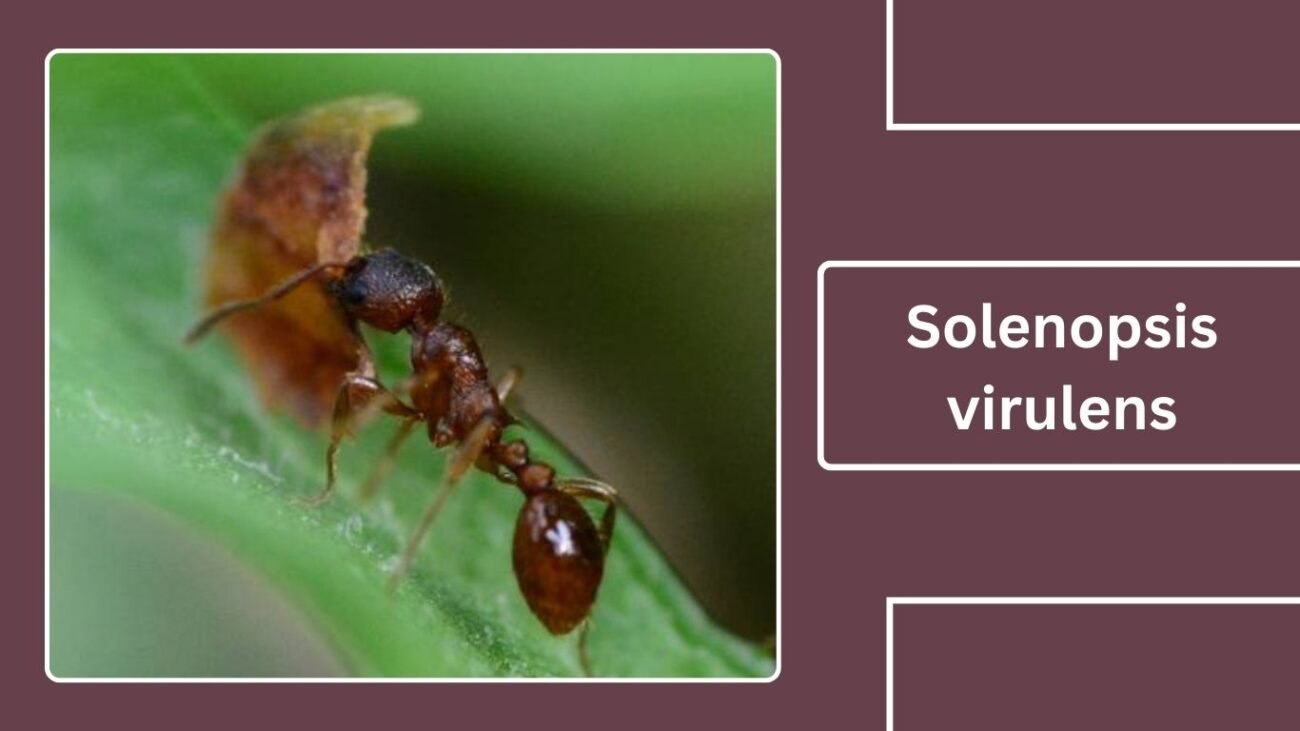 Solenopsis virulens