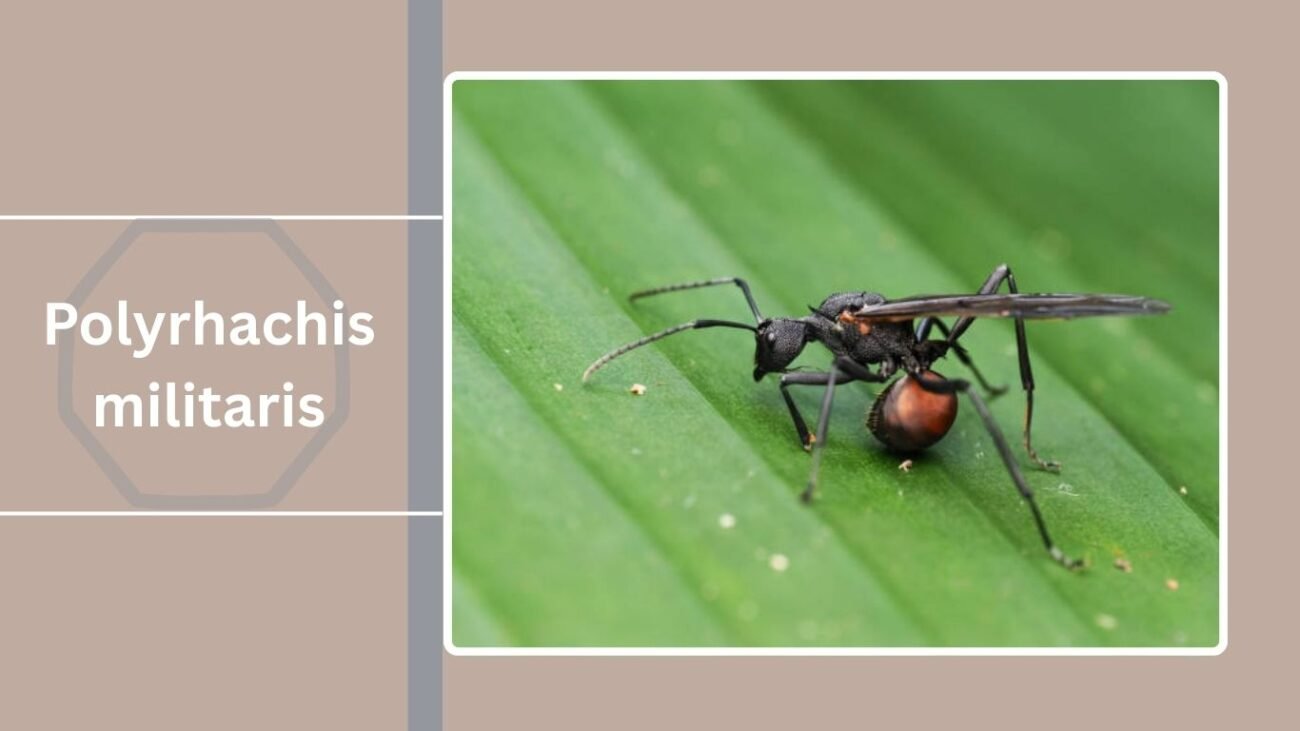Polyrhachis militaris