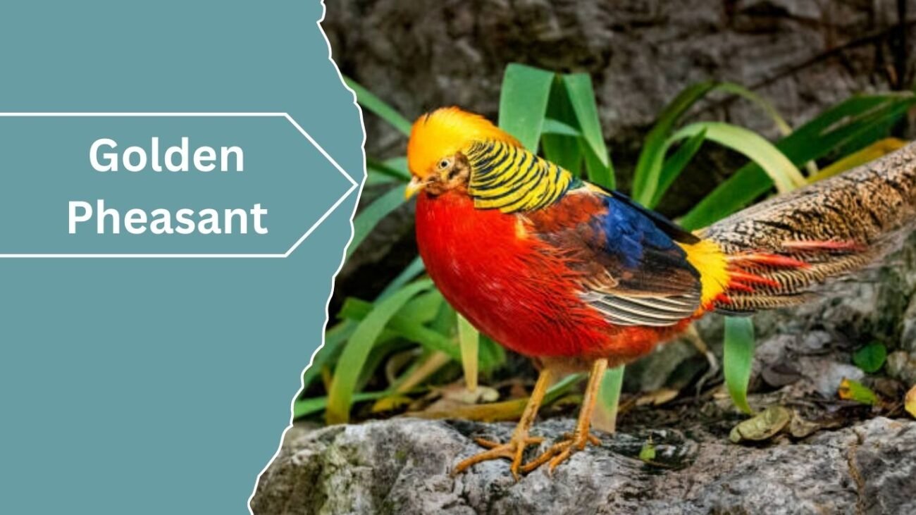 Golden Pheasant