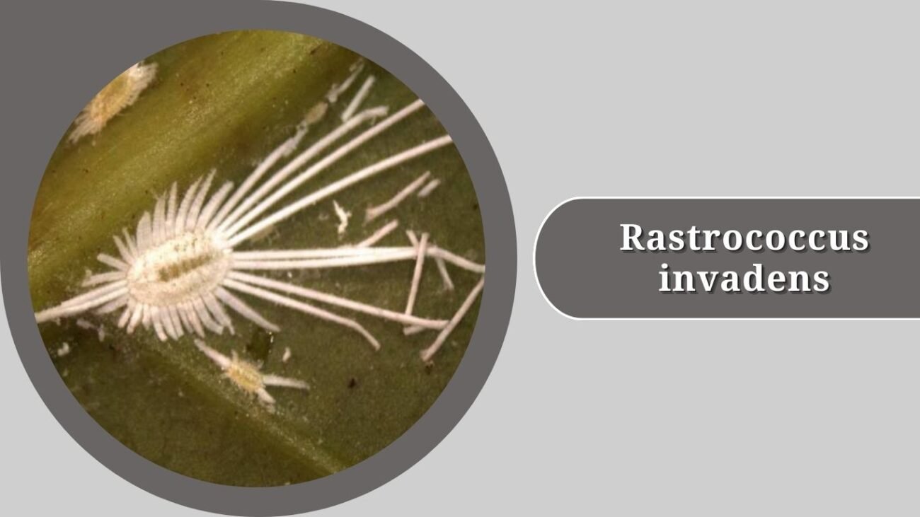 Rastrococcus invadens (Mango Mealybug)
