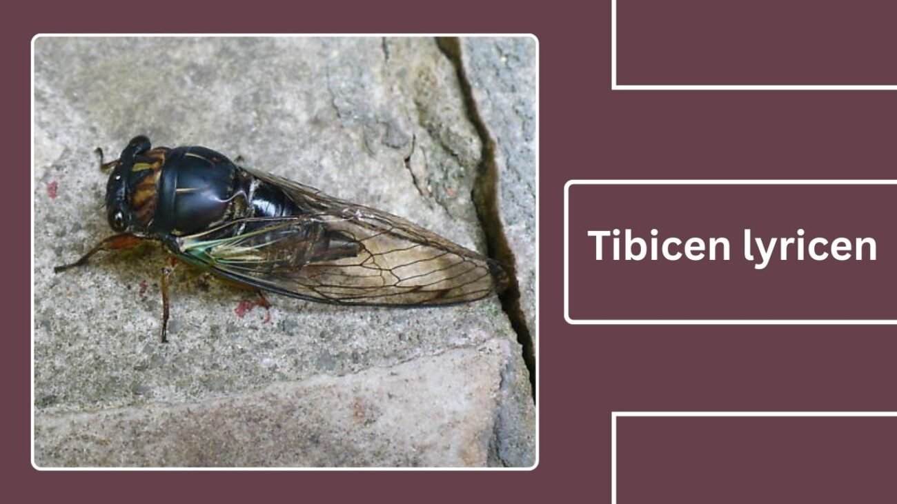 Tibicen lyricen (Neotibicen lyricen)