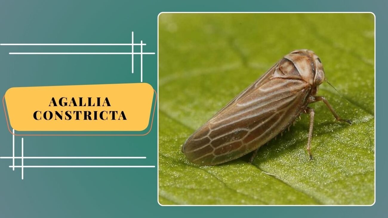 Agallia constricta