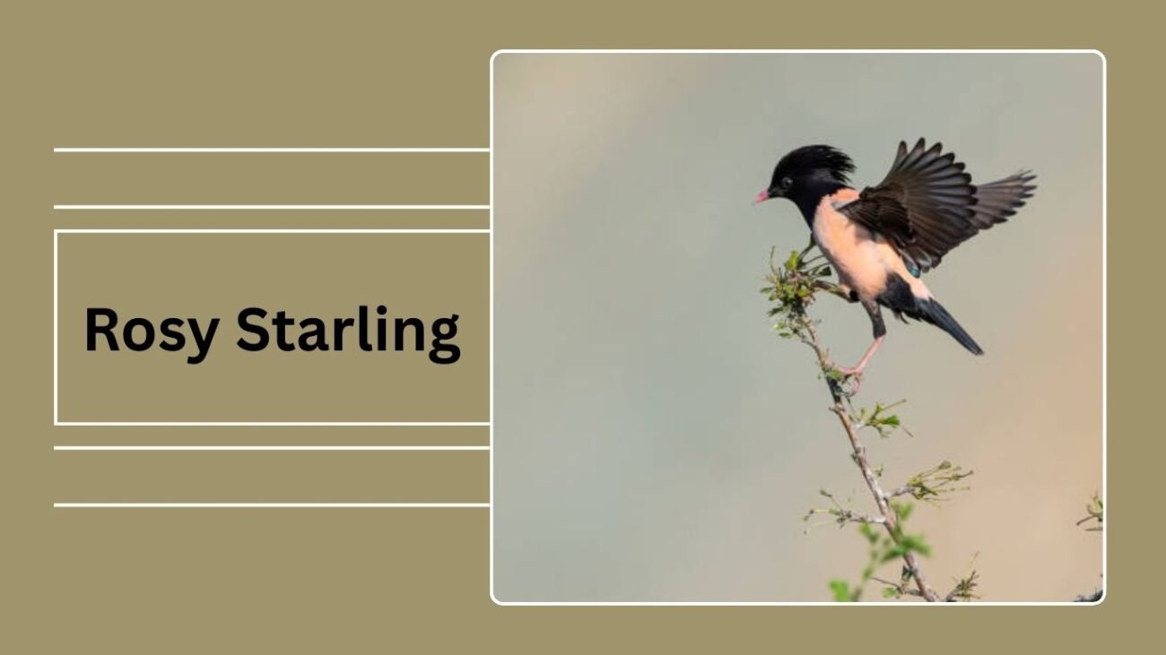  Rosy Starling