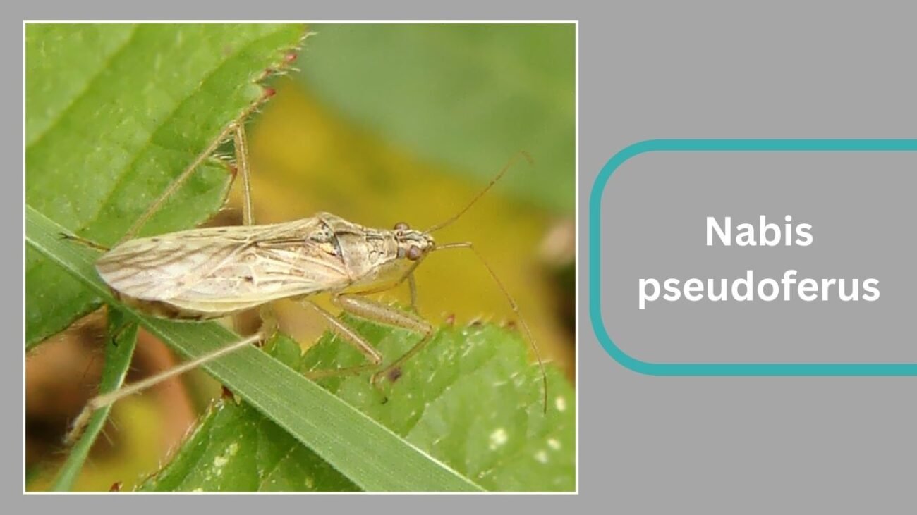 Nabis pseudoferus